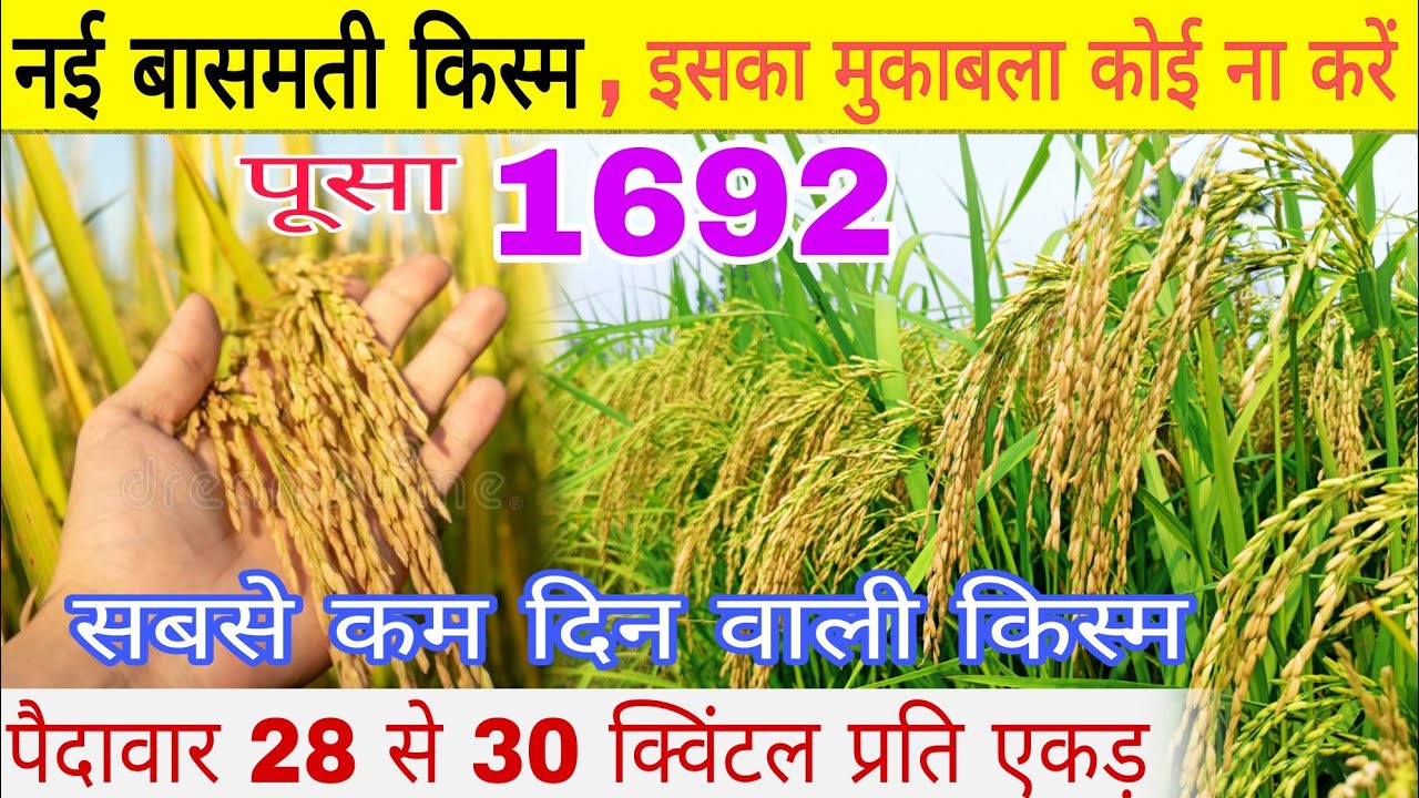बासमती 1692 No.1 नई किस्म जानकारी। पैदावार 28 से 30 क्विंटल प्रति एकड़ Pusa basmati 1692 new variety