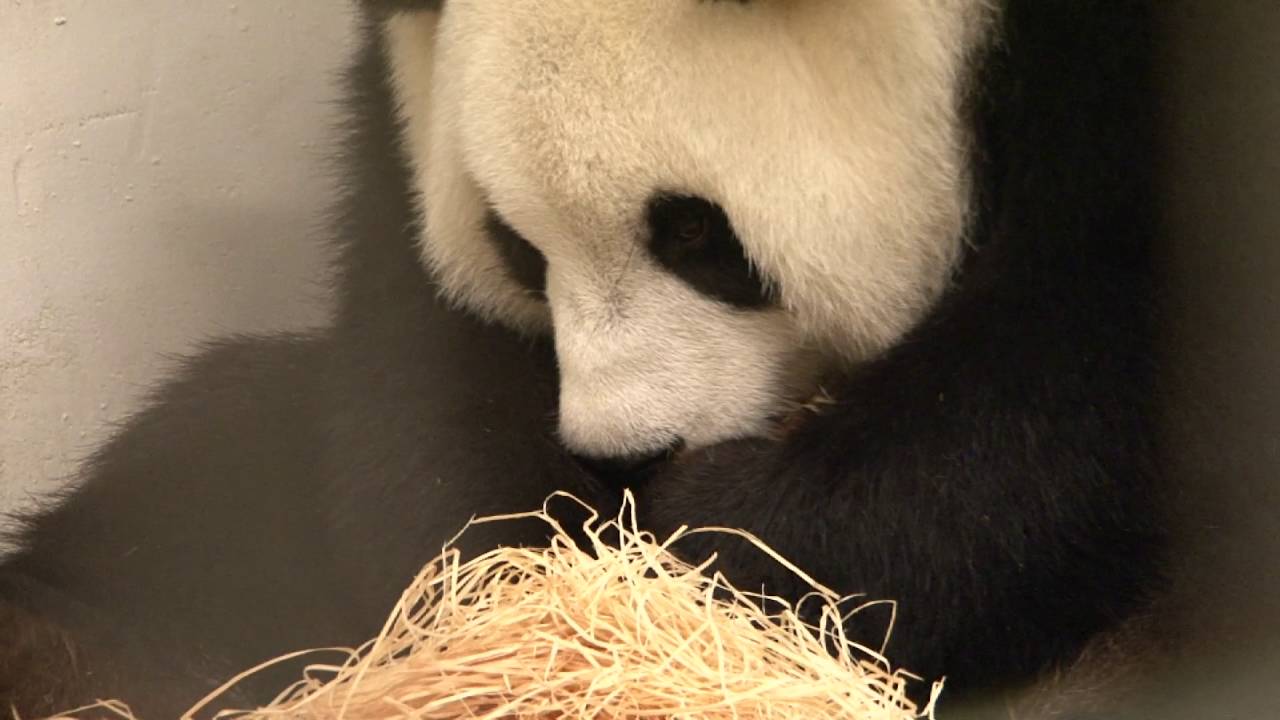Pairi Daiza (Belgium) - Giant Panda cub's birth on June 2nd 2016