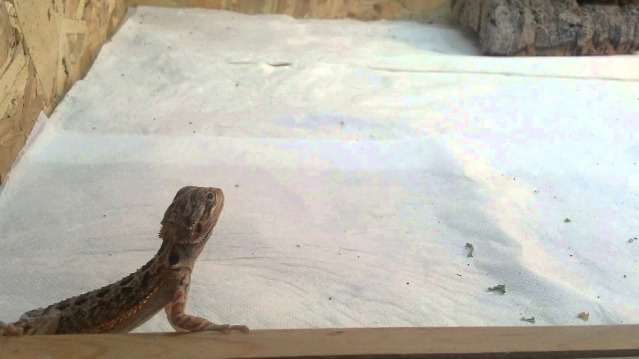 nourrir un pogona juvénile
