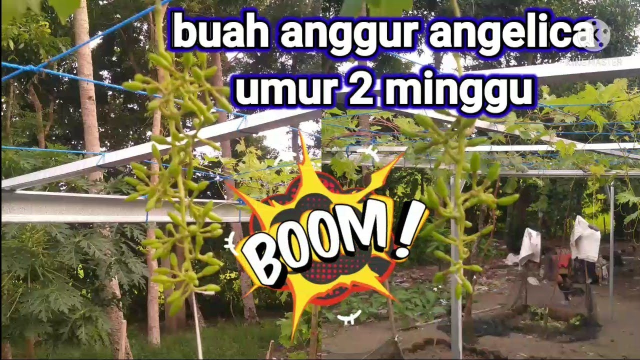 perkembangan buah anggur angelica umur 2 minggu.