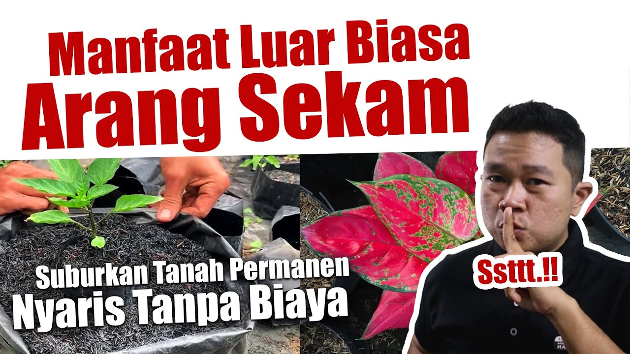 MANFAAT LUAR BIASA ARANG SEKAM - SUBURKAN TANAH MEDIA TANAM SECARA PERMANEN & PUPUK JADI HEMAT