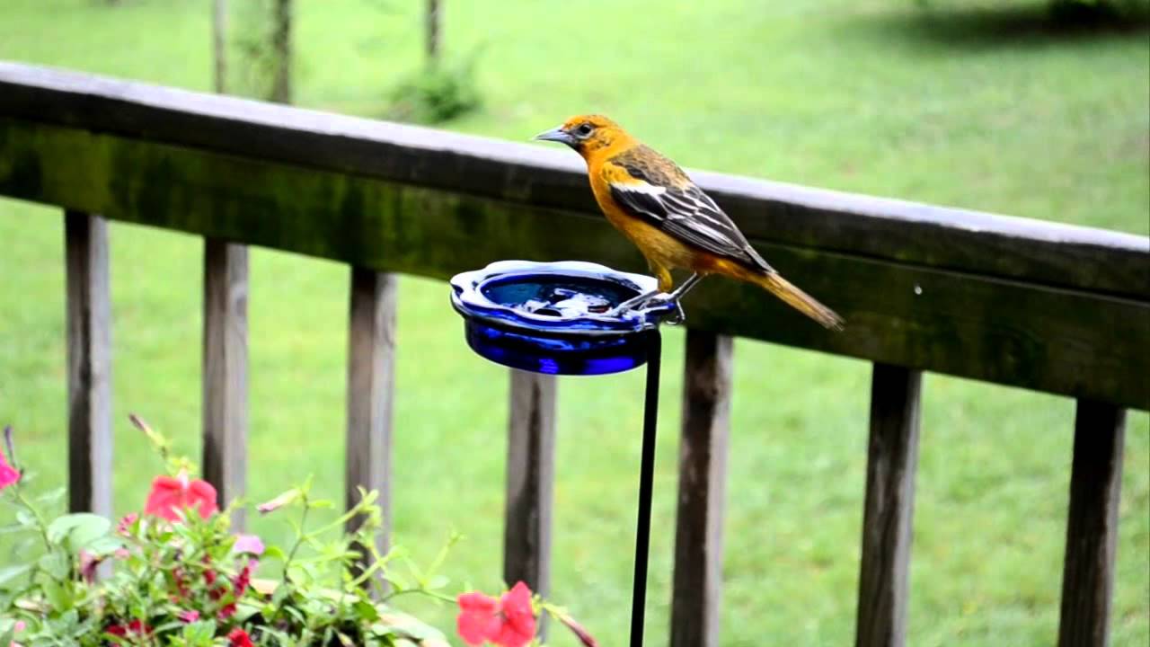 Wild Bird House : Orioles Eating Grape Jelly on a Rainy Day : With Relaxing Sounds of Nature