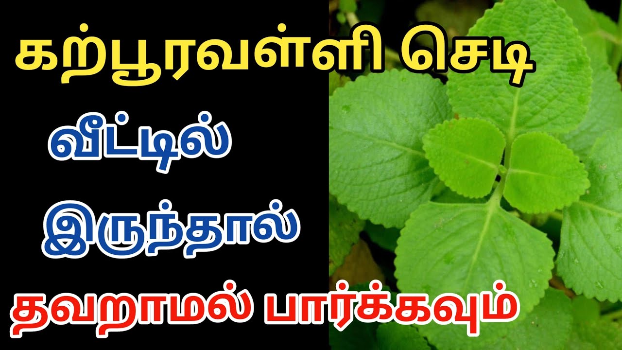கற்பூரவள்ளி செடி வீட்டில் இருந்தால் தவறாமல் பார்க்கவும் | Lucky plant | Vastu Plant | Astrology