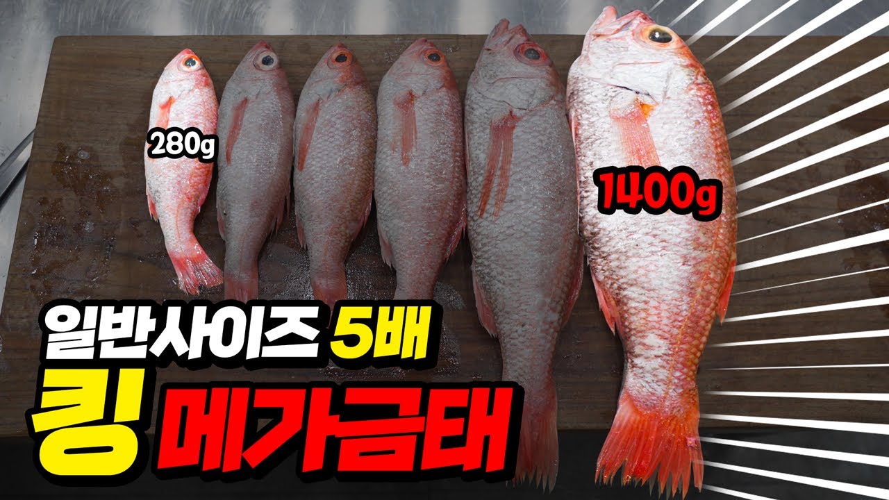 한국에서 가장비싼 생선 &lsquo;금태&rsquo;도 급이 존재한다? 역대급 초대물 금태의 맛은?!