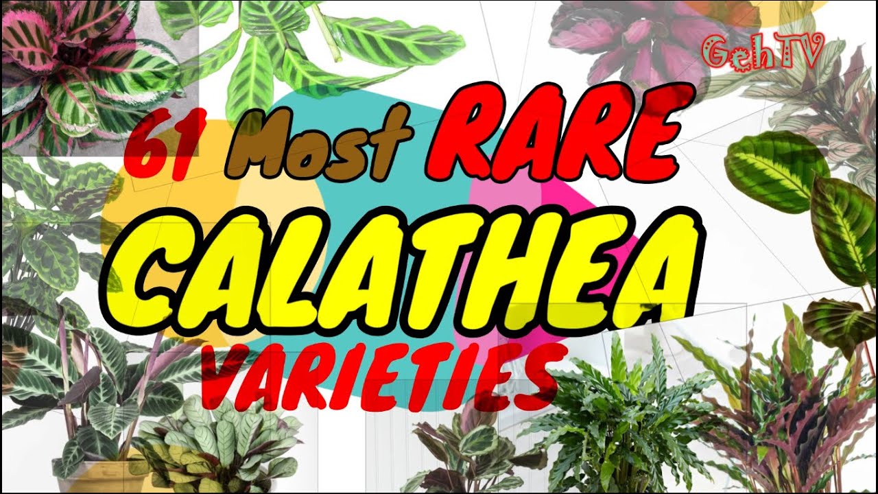 RARE CALATHEA  VARIETIES 61 OF THEM |GehTV
