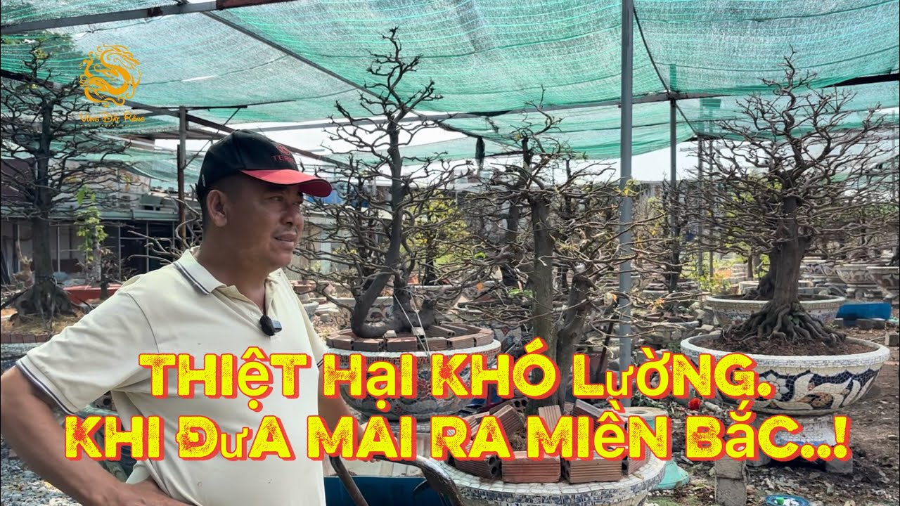 🐉Nhiều thiệt hại khó lường khi đưa Mai Vàng từ Miền Nam ra Miền Bắc chưng Tết|Vùng Đất Rồng 