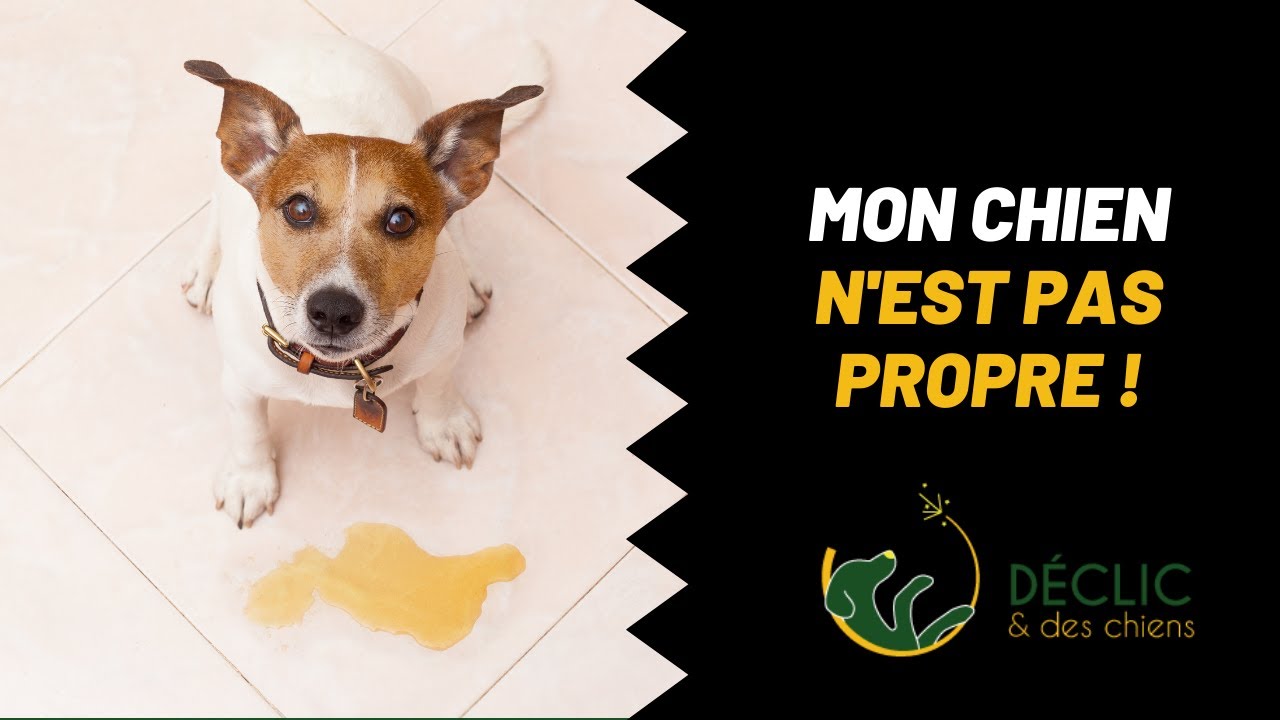Comment rendre un chien propre ?