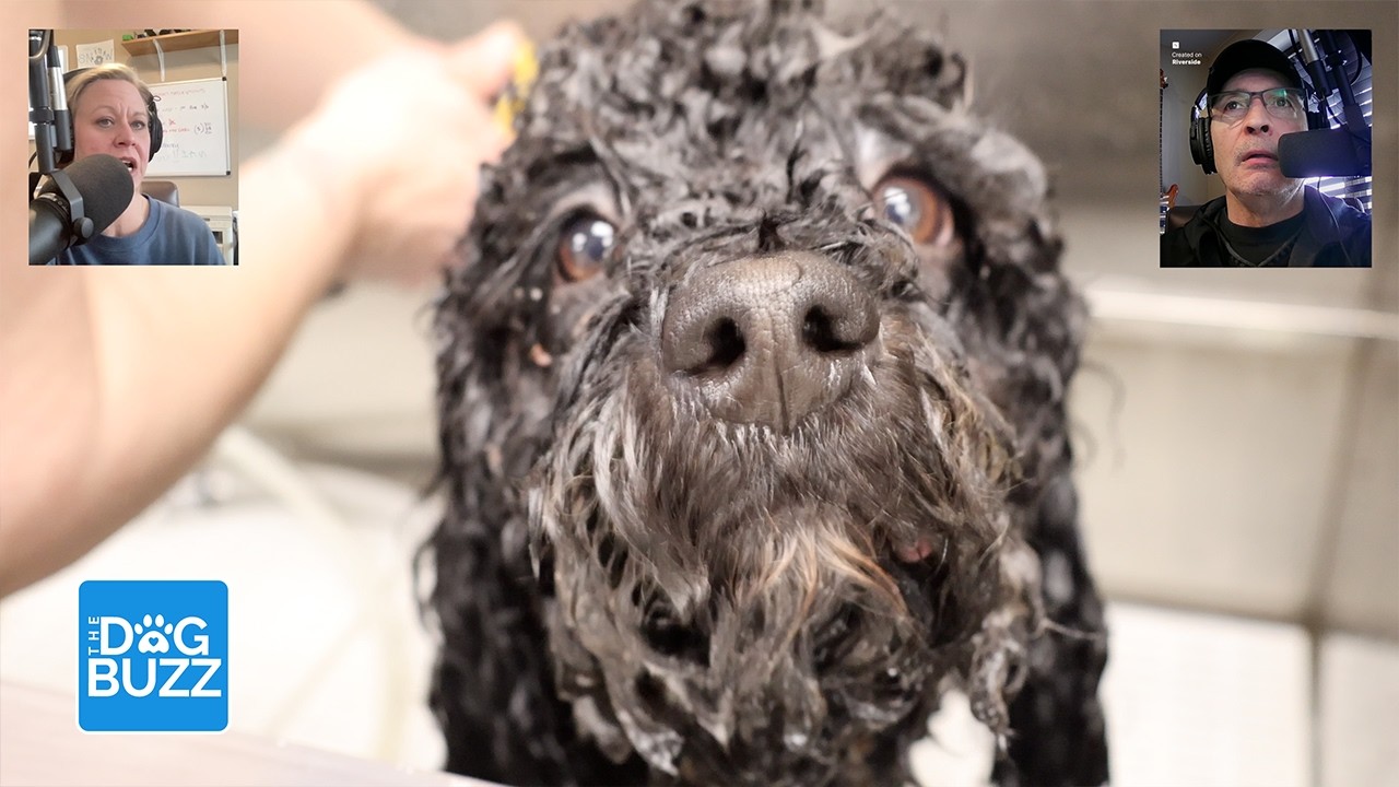 From Rescue to Refreshed: Barkley’s Grooming Transformation