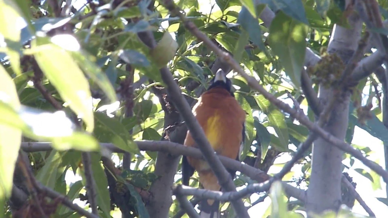 Canto del Picogordo Tigrillo - Pheucticus melanocephalus