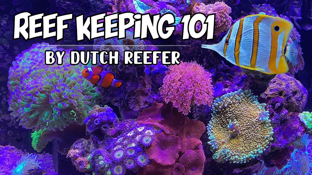 Reef Keeping 101 | Nano Coral Close-up!