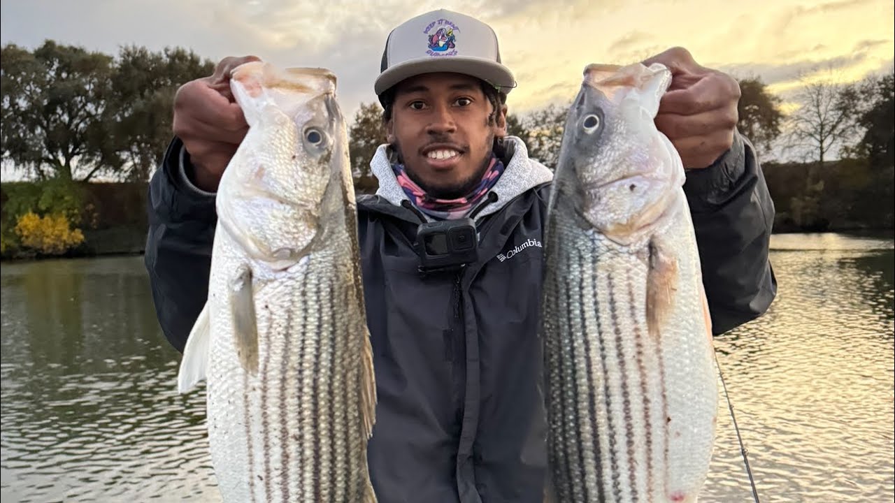 Drifting Live Blue Gills For Delta Striped Bass