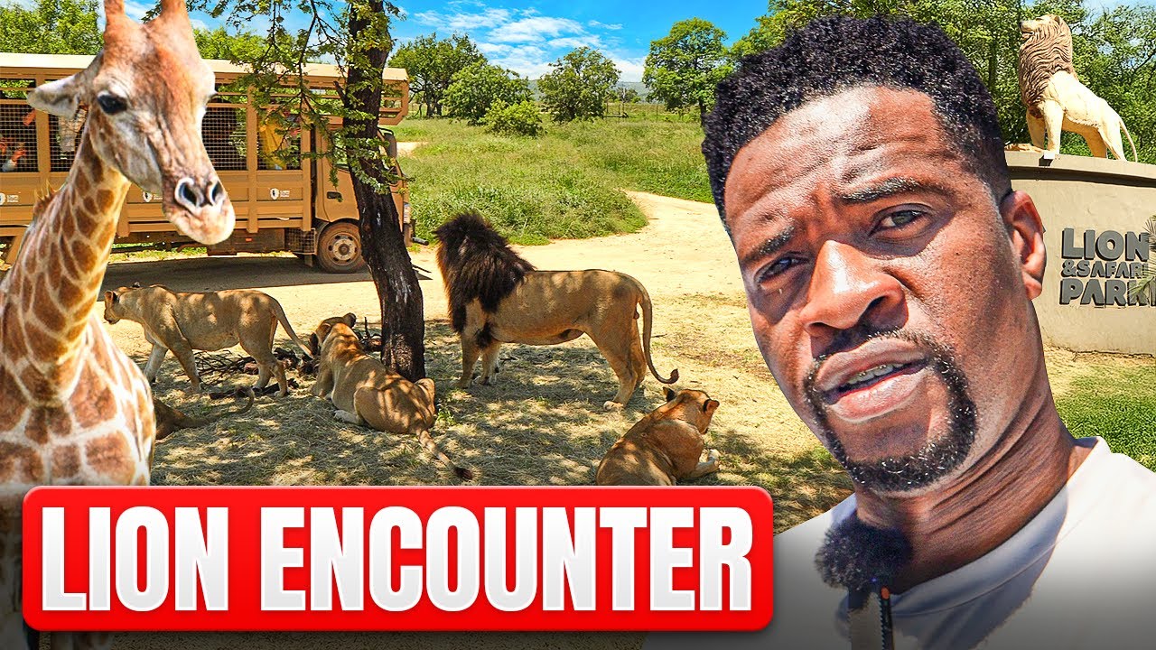 Exploring Lion Park Johannesburg  South Africa – A Must-Visit Safari