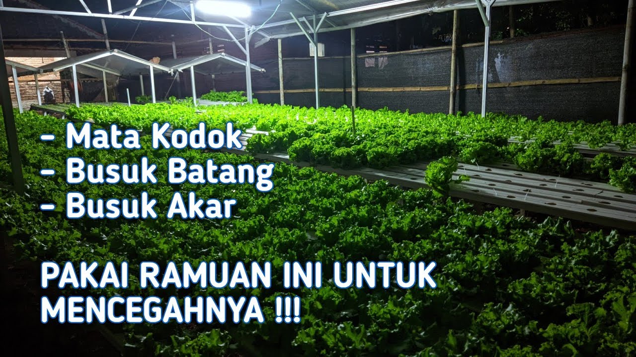 Mata Kodok, Busuk Akar, Busuk Batang, Ini Cara Pencegahannya !!!