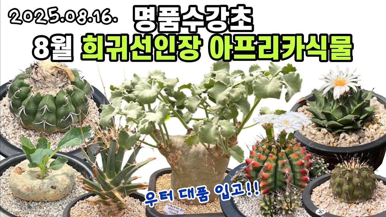 8월 희귀선인장 아프리카식물 명품수강초🌵우터,디스코,고룡환,흑사환,흰토니