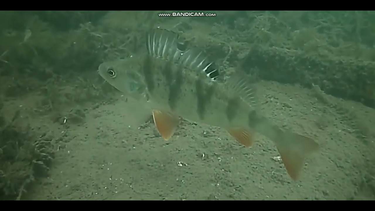 Tarlisko sandacza Sander lucioperca