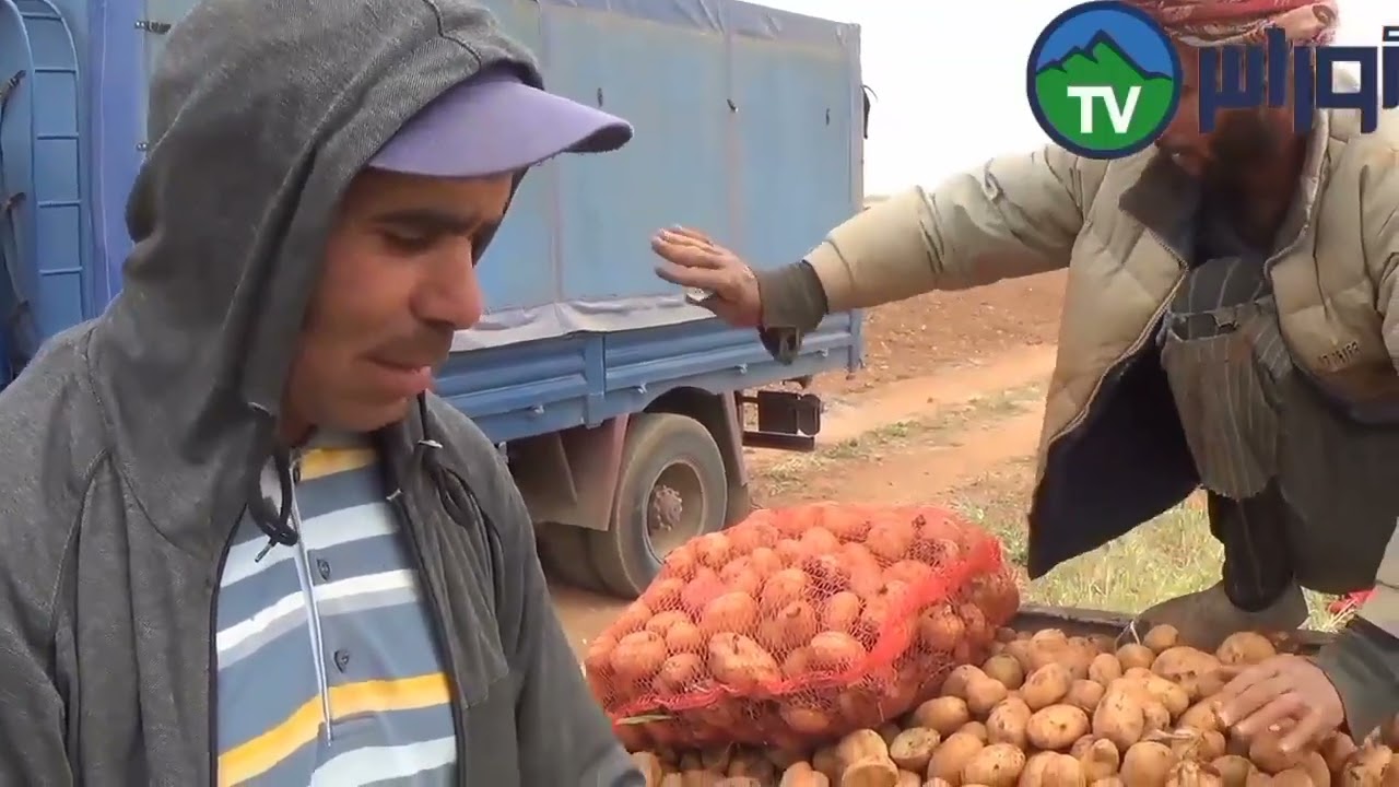 ولاية تيــــــــــــــــارت:  الفلاحة زراعة البطاطا في ولاية تيارت