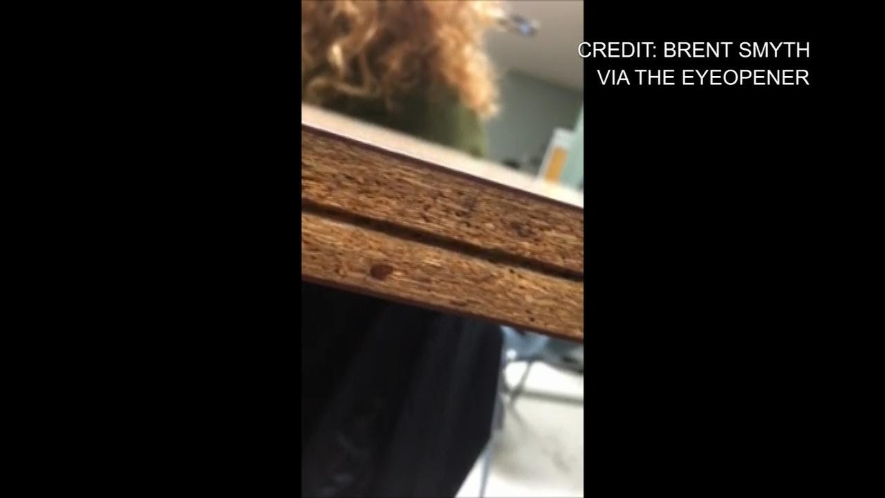 Ryerson University investigating possible bedbug infestation