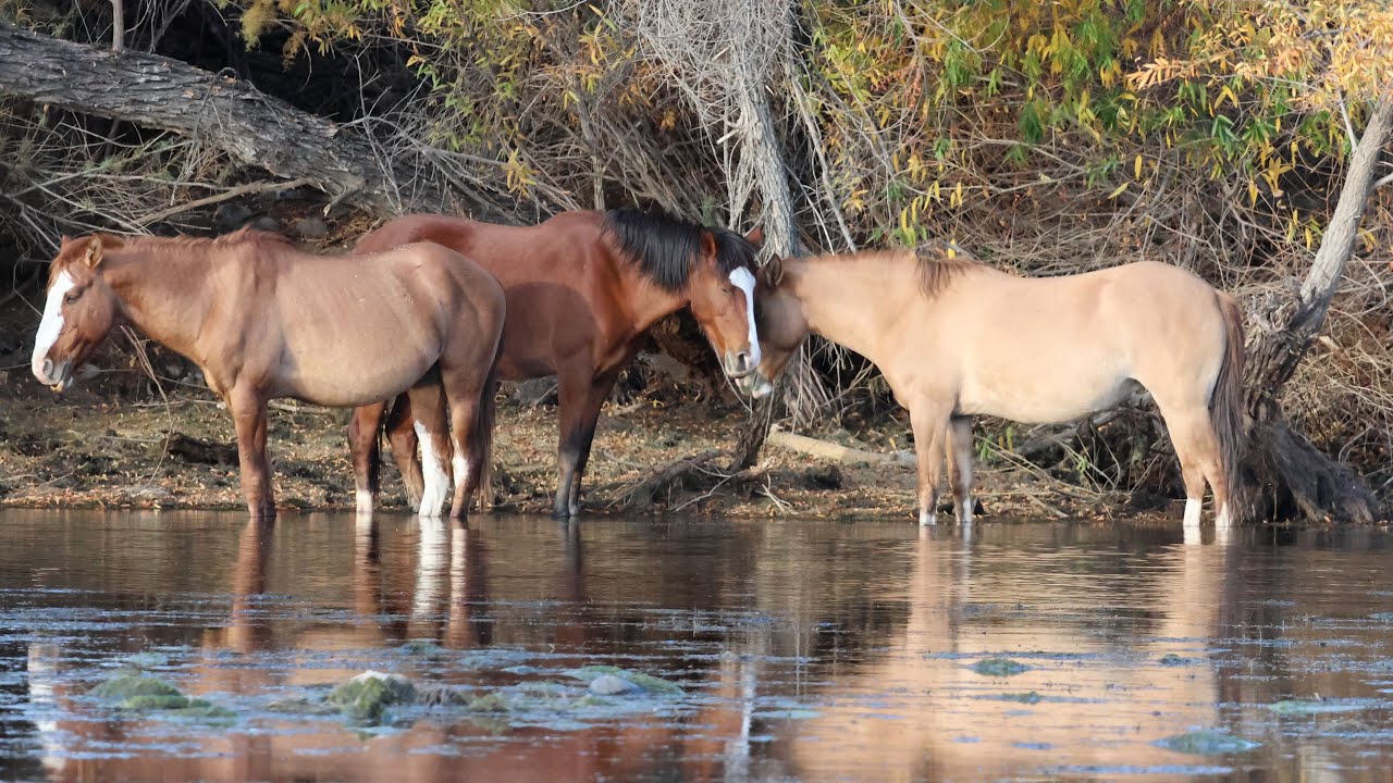 WILD HORSES OF AMERICA 🇺🇸 MUSTANGS RIVER CROSSING 🐎
