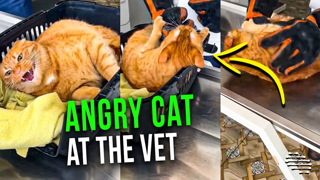 Angry Cat at the Vet, Who’s Wearing Special Gloves, Disapproves His Tries to Hold It