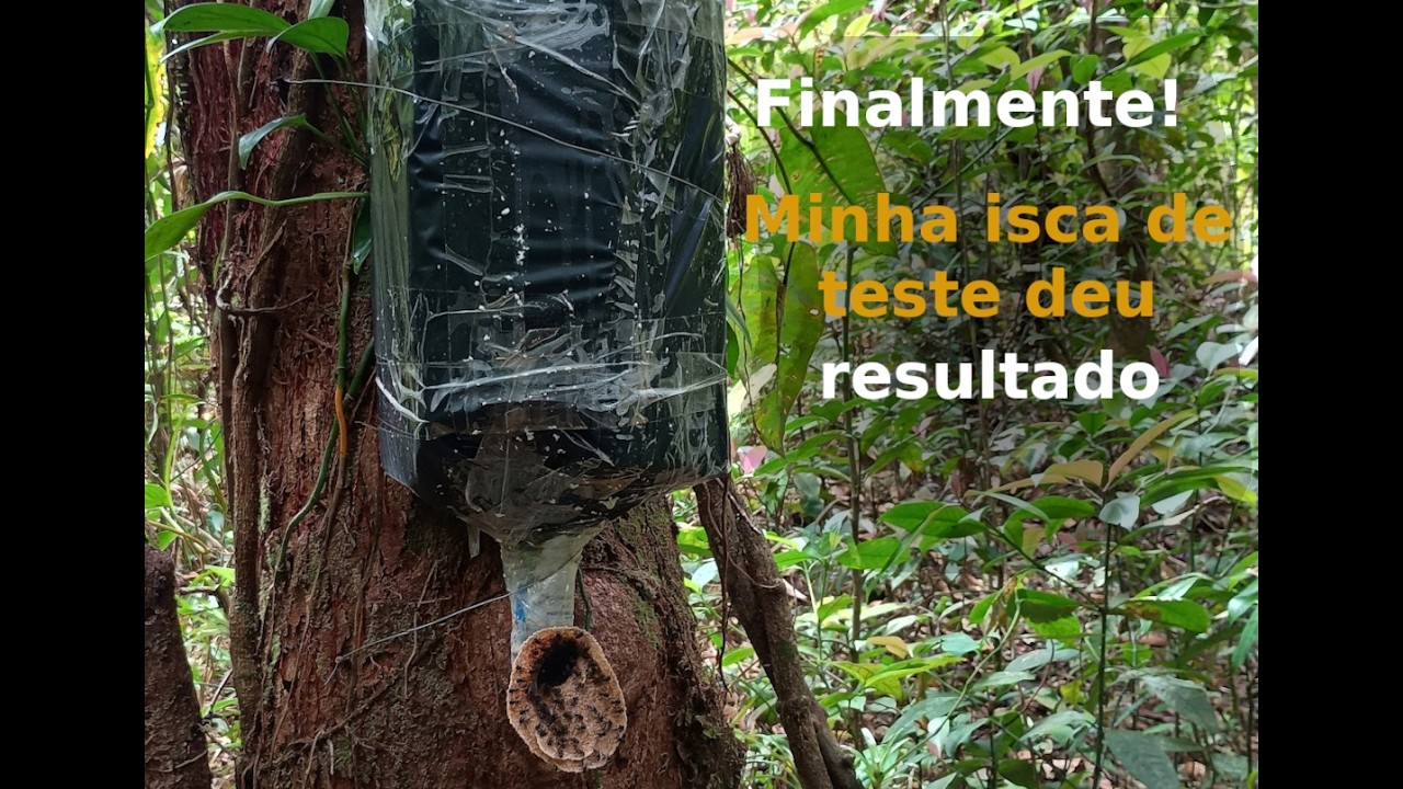 Vistoria geral de iscas de abelhas sem ferrão: a isca de teste deu certo 😀