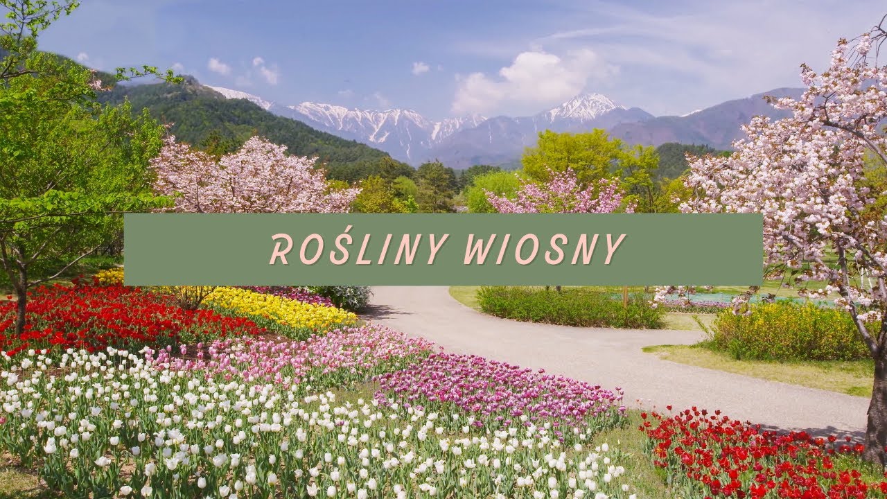 Najpiękniejsze Rośliny Wiosny 🌱 + NIESPODZIANKA 🎁