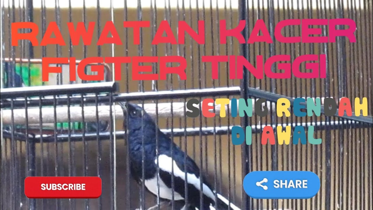@perawatan KACER yg punya fighter tinggi,jangan salah merawat.akibat nya kanibal