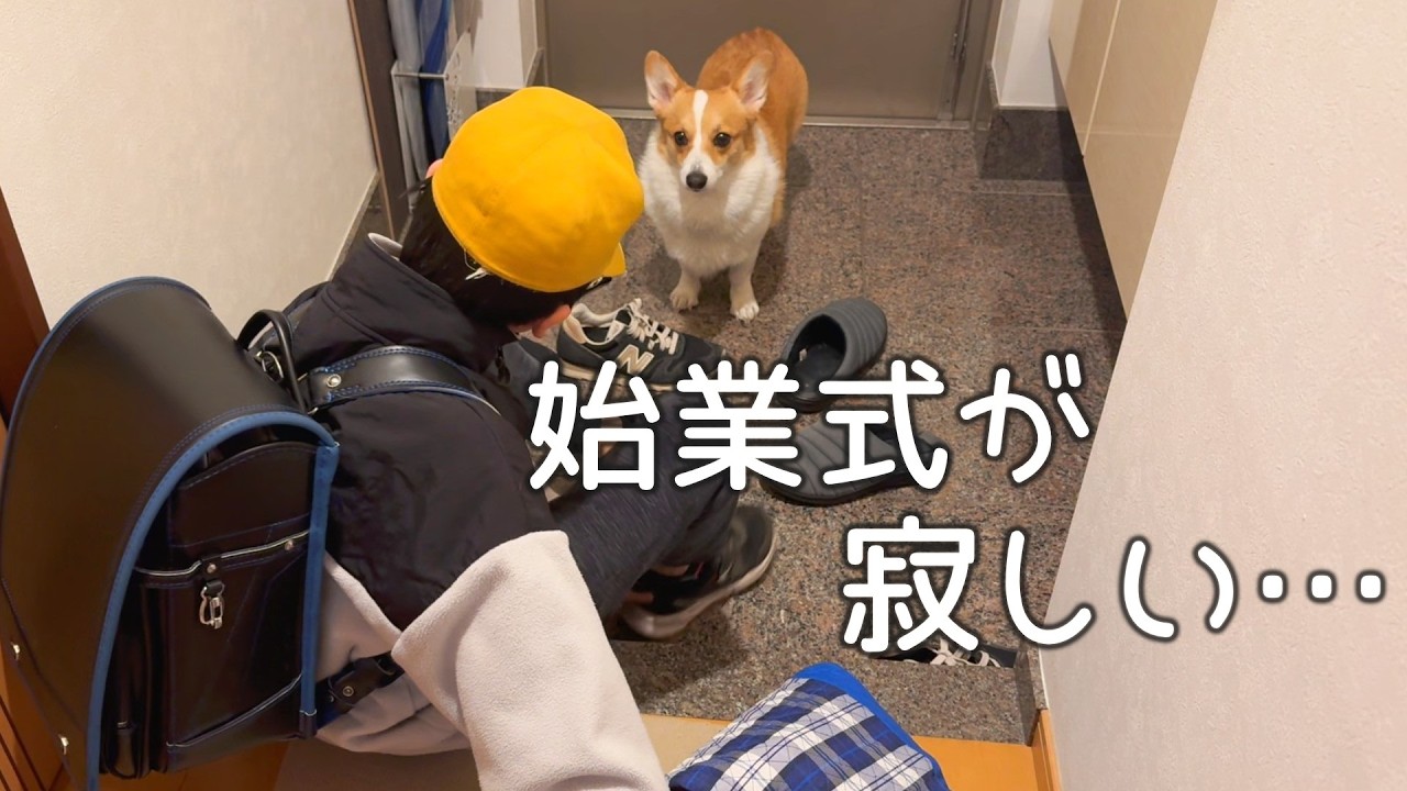 大好きな息子が学校へ登校する気配を感じて寂しくなっちゃったコーギー