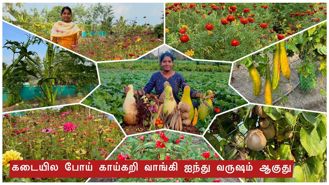 இது வீட்டு தோட்டமா இல்ல சொர்க்கமா 😍 | vivasaya nanban | veetu thottam | vegetable garden tamil