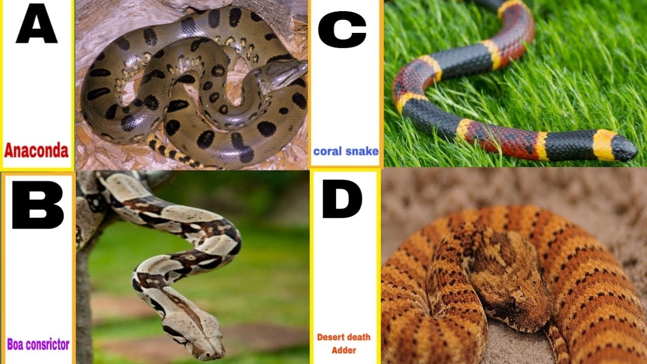 Alphabet Snake Name| ABC Alphabet 🐍|A To Z Snake Name|