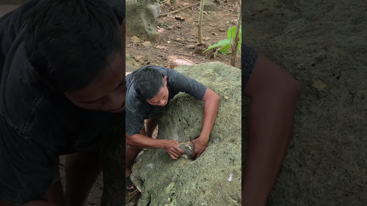 menangkap dua ekor di batu yang besar #shortvideo