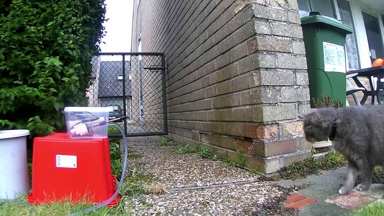 Cheap But Efficient #Cat Repellent: 