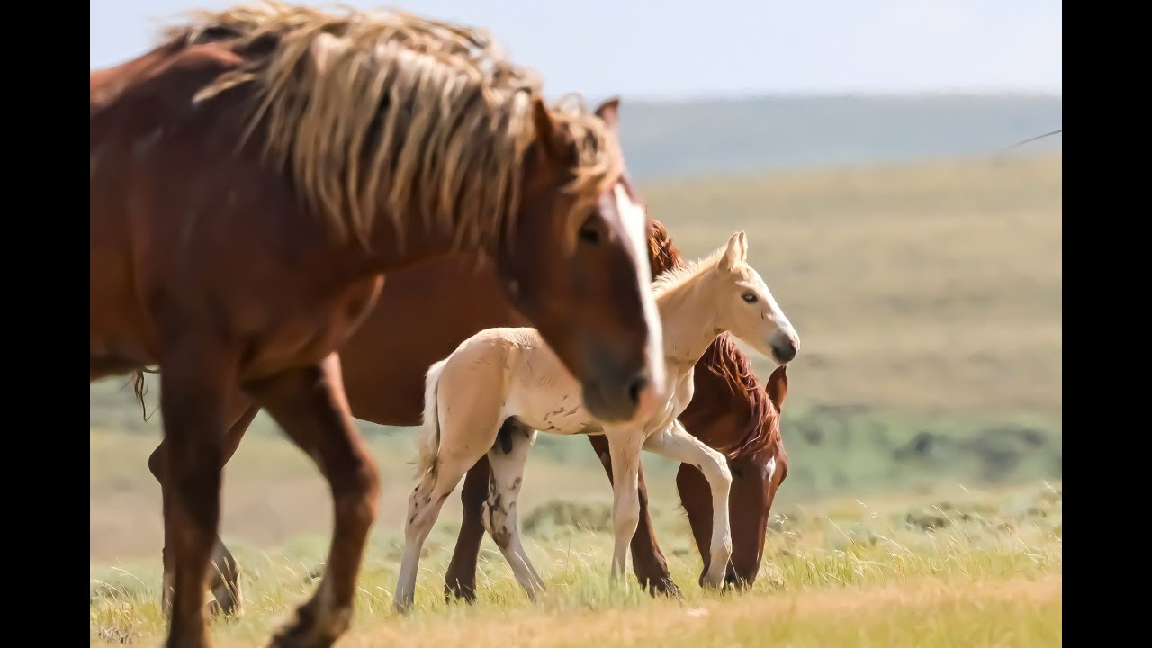 The Salt Wells Creek Wild Horses