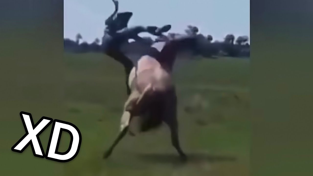 Los Mejores VIDEO MEMES RANDOM #4 Si Te Ries Pierdes, Videos De Risa, Try Not To Laugh Funny Tiktok
