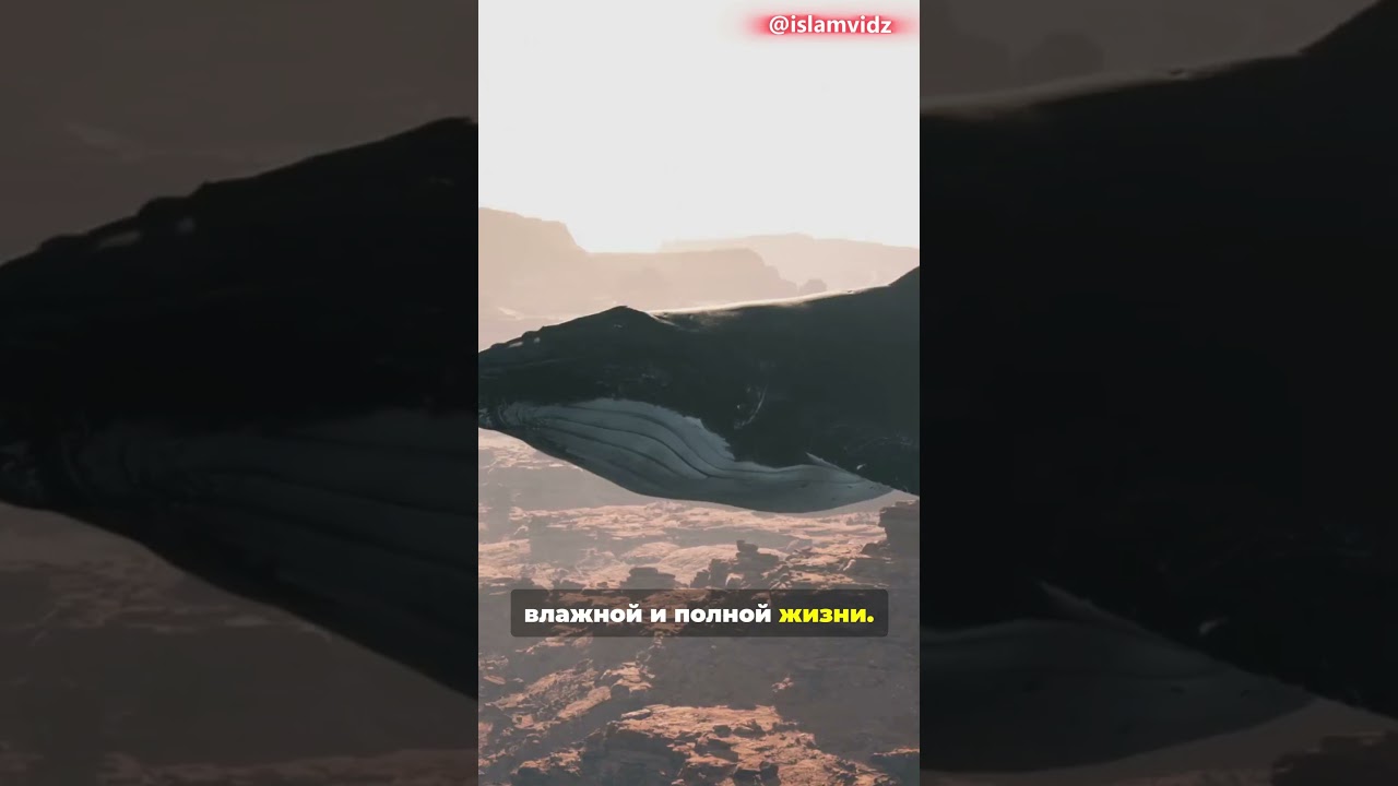 Кит, подтверждающий чудо?