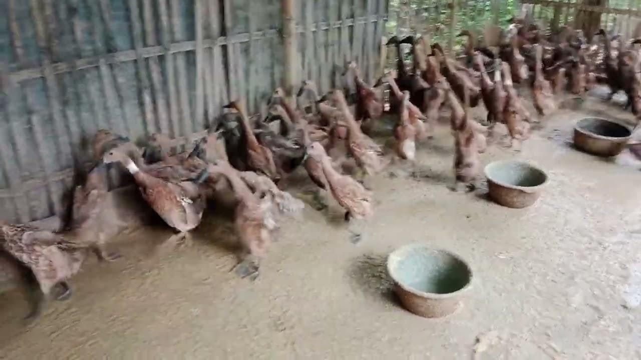 Semakin hari semakin banyak telur nya