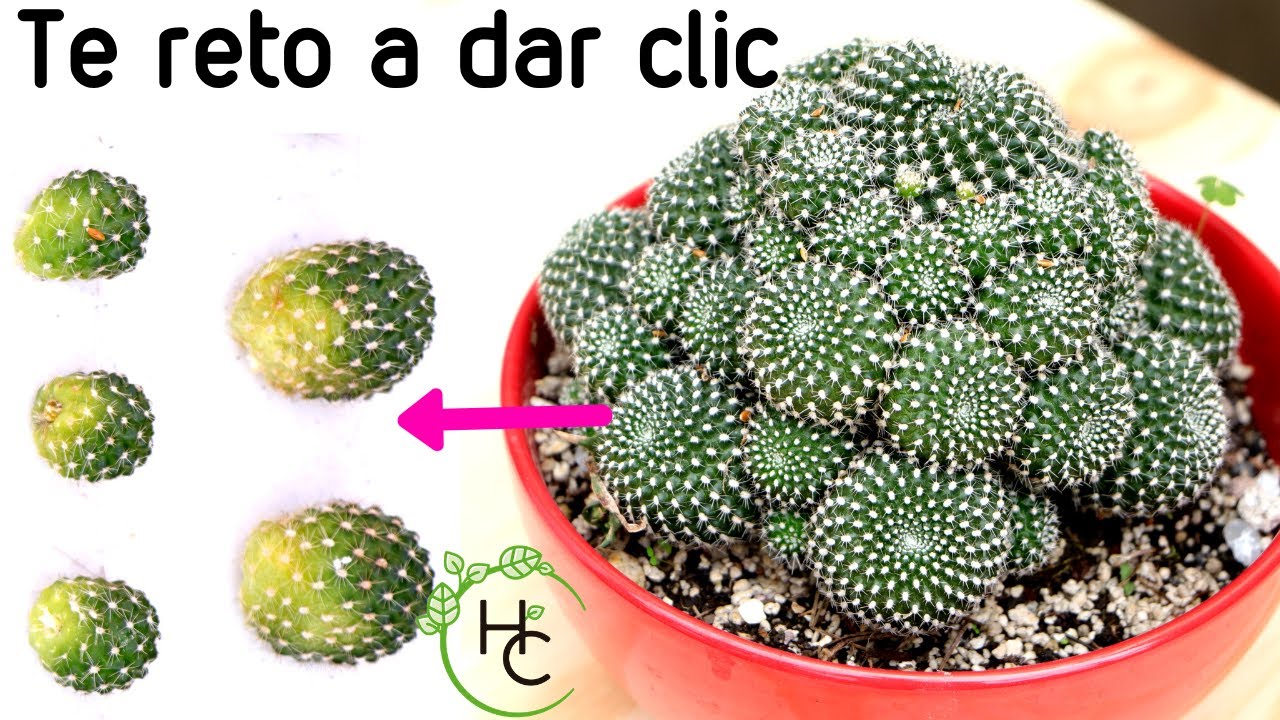 COMO REPRODUCIR CACTUS  || HUERTO CITADINO