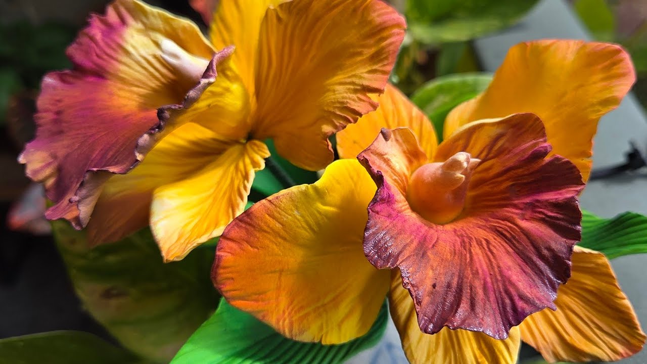 Gumpaste Cattaleya Orquídea Tutorial 