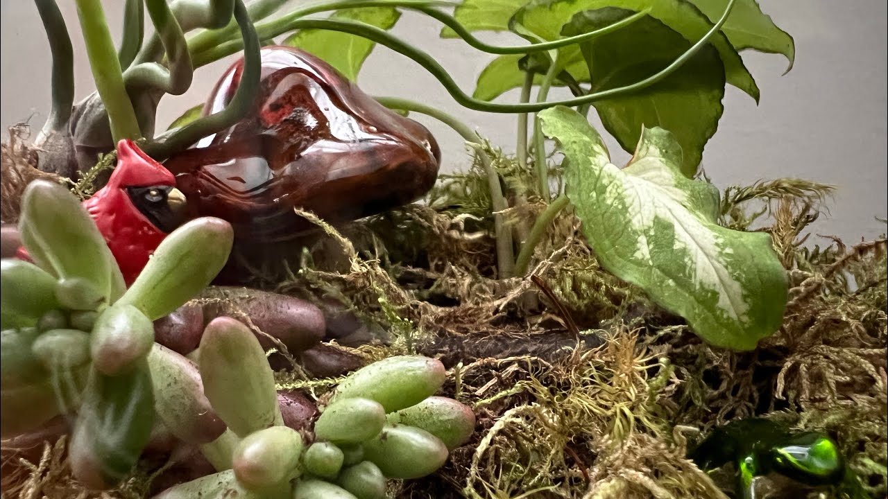 Terrarium display - setting up an open terrarium for indoor gardening!