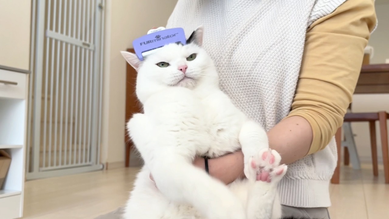 今日はブラッシングの気分ではなかったみたいです