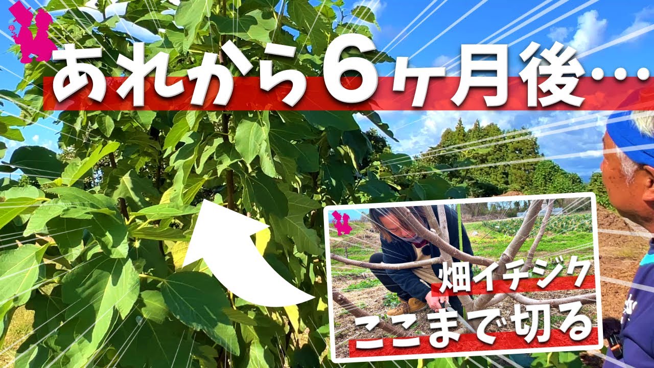 【地植えのチカラ】春に強剪定した畑のイチジクが半年で激変しました