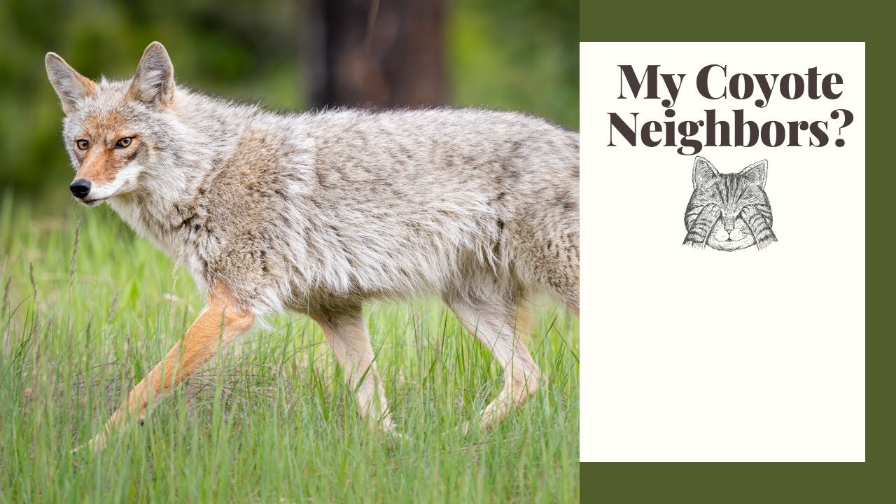 Urban Coyotes: What They Really Eat and Do They Hunt Cats?