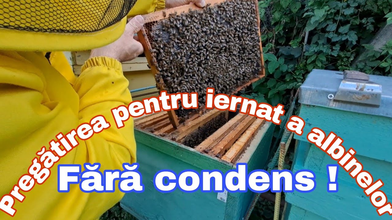 Pregătirea iernării în condiții bune fără condens a albinelor