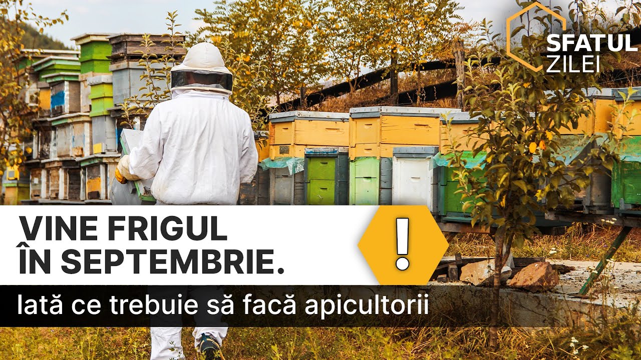 Vine frigul in septembrie. Iata ce trebuie sa faca apicultorii !