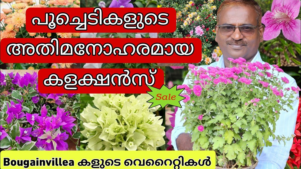 🌼🪻വില്പനക്കായ് വന്നിട്ടുള്ള മനോഹരമായ പൂച്ചെടികളും വെറൈറ്റി Bougainvillea കളും|#evergreen_media_vlog