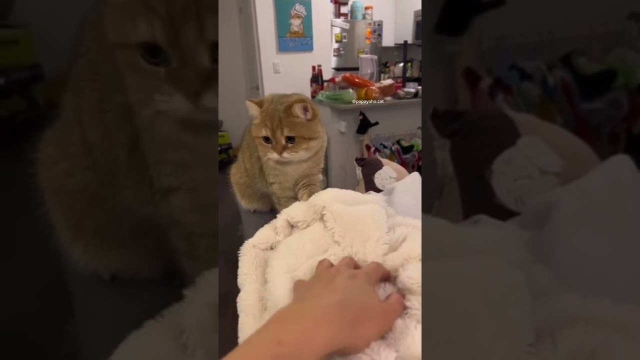 How to teach your cat how to make bread