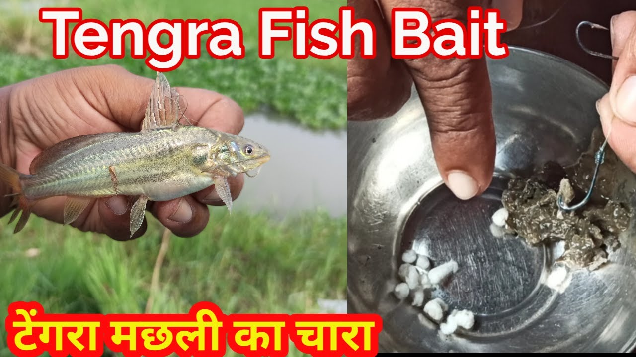 Tengra Fish Bait | Tengra Machhli Ka Chara | टेंगरा मछली का चारा | आसान और कामयाब चारा |Sundar bihar