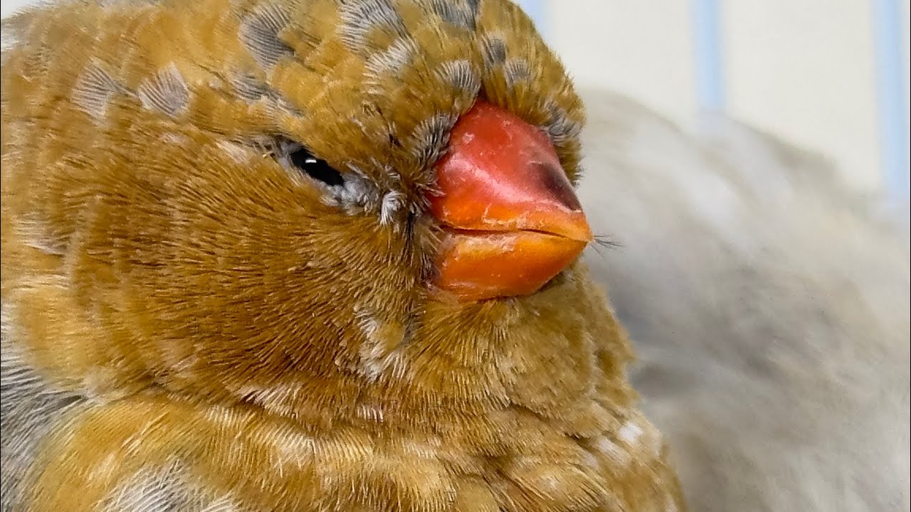 English blood line super jumbo zebra finch | bird breeding