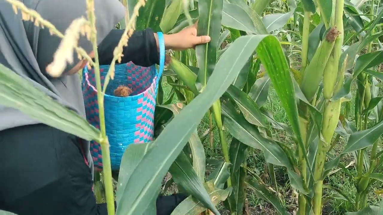 Panen dulu sebelum berbuka
