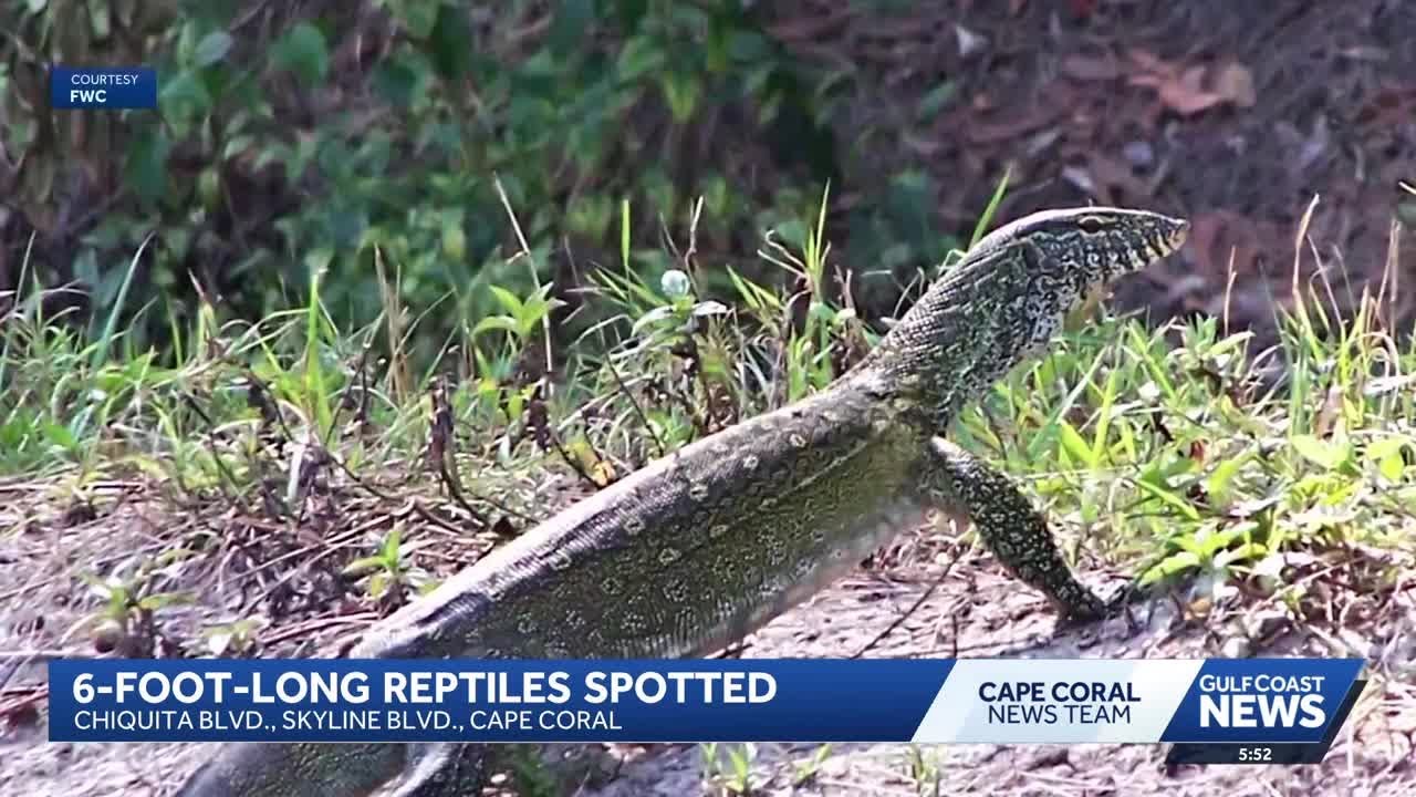 Nile monitors continue to invade Cape Coral neighborhoods