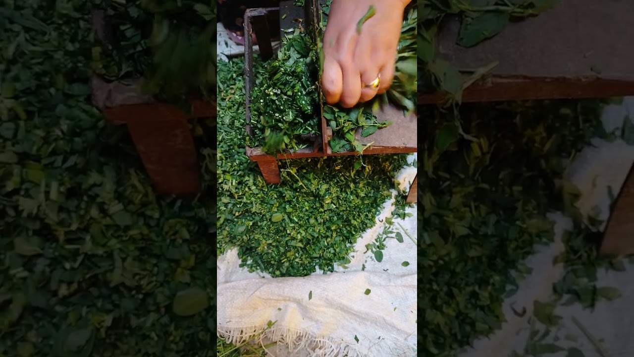 طريقة قص البرسيم على القصاصه الطيور